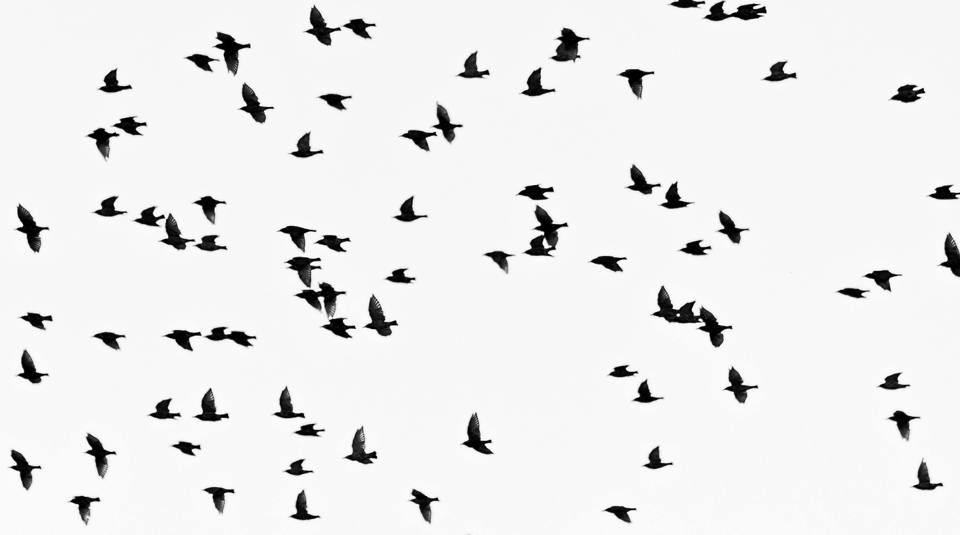 Birds Avian Flu Esr