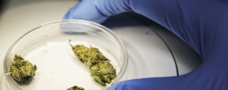 Cannabis Heads Petri Dish Glove Fitwzmwmcwzmdbd 2019