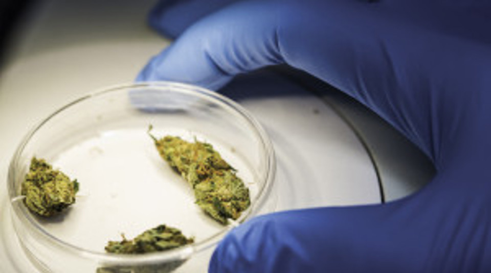 Cannabis Heads Petri Dish Glove Fitwzmwmcwzmdbd 2019