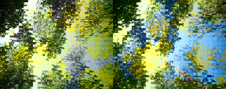 Esr Trees Environment