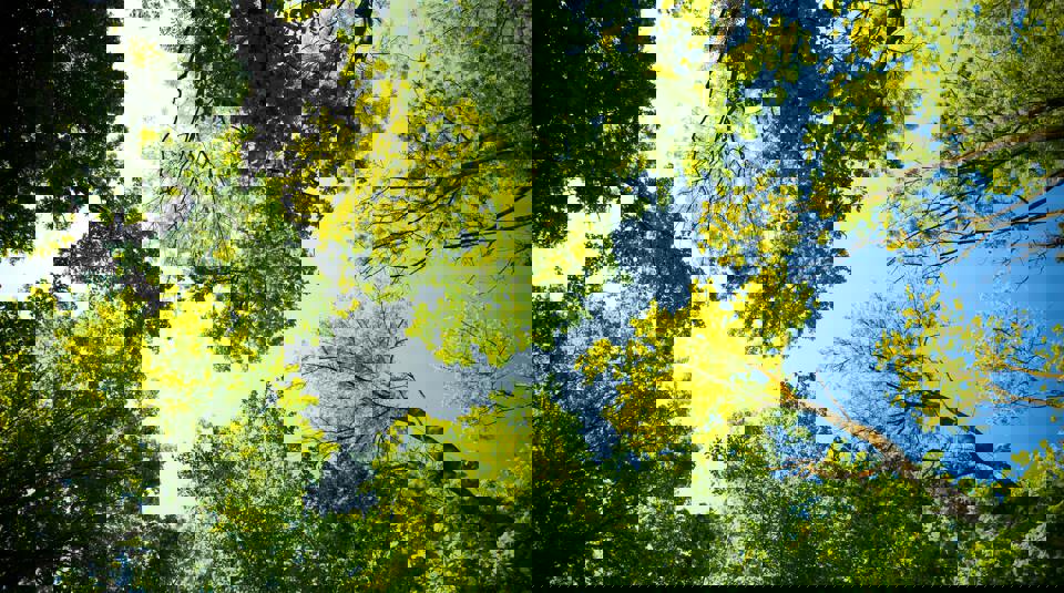 Esr Trees Environment
