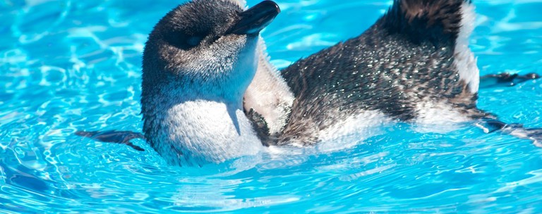 Penguin Genomics Esr