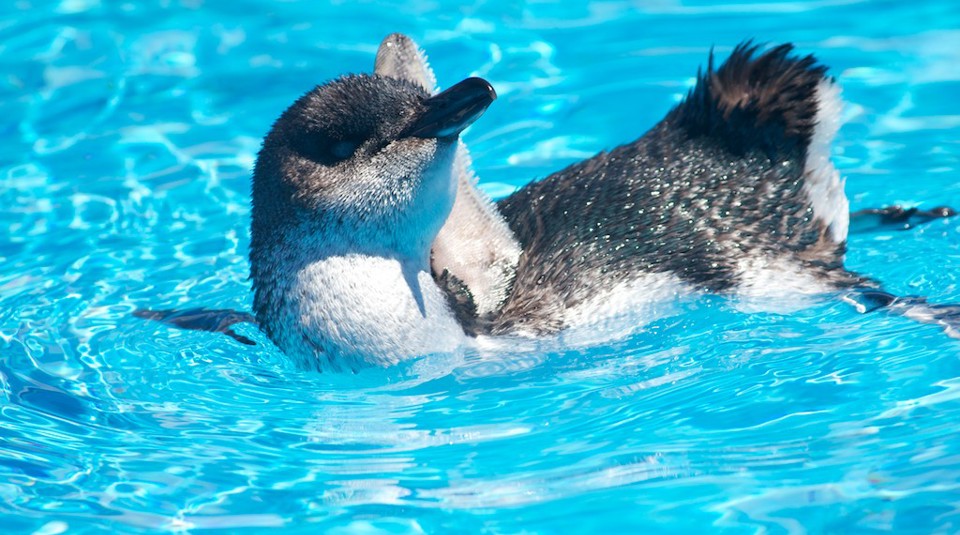 Penguin Genomics Esr