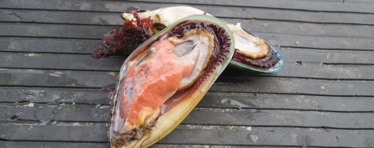 Safe New Zealand Seafood Programme
