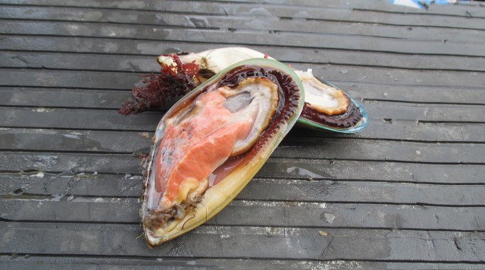 Safe New Zealand Seafood Programme