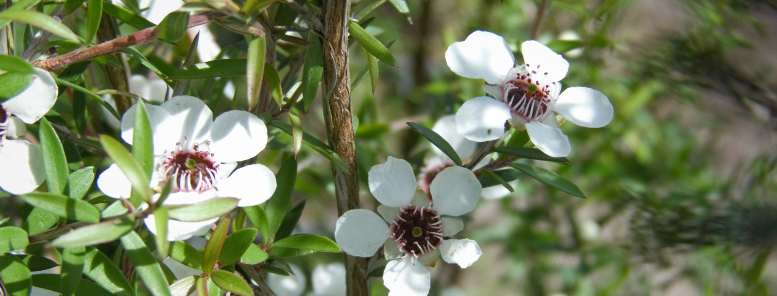 Manuka Environment