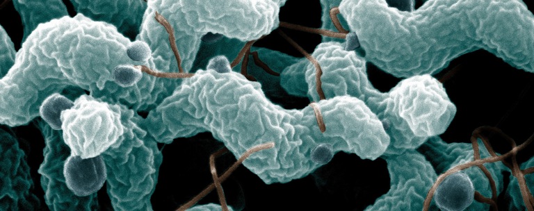 Investigating The Causes Of Diarrhoeal Illness