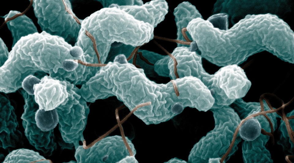 Investigating The Causes Of Diarrhoeal Illness