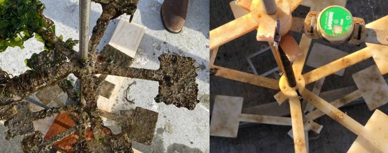 Microplastics